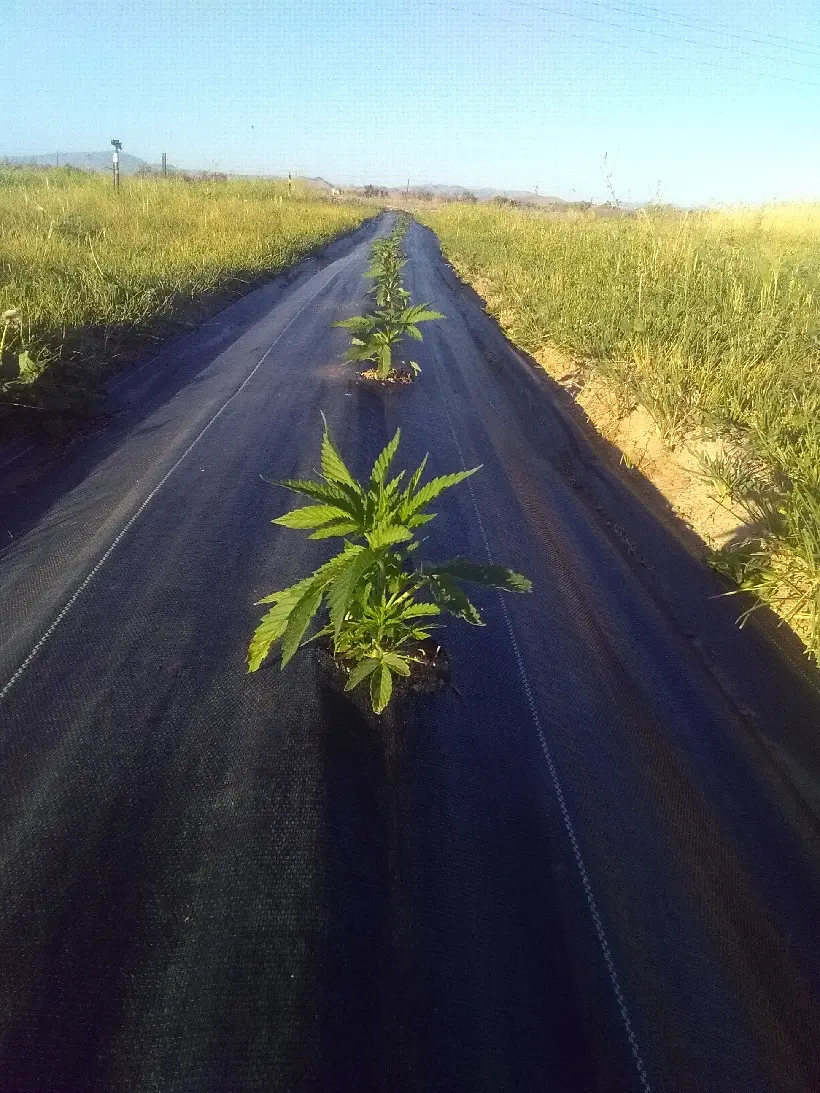 a row of hemp seedlings