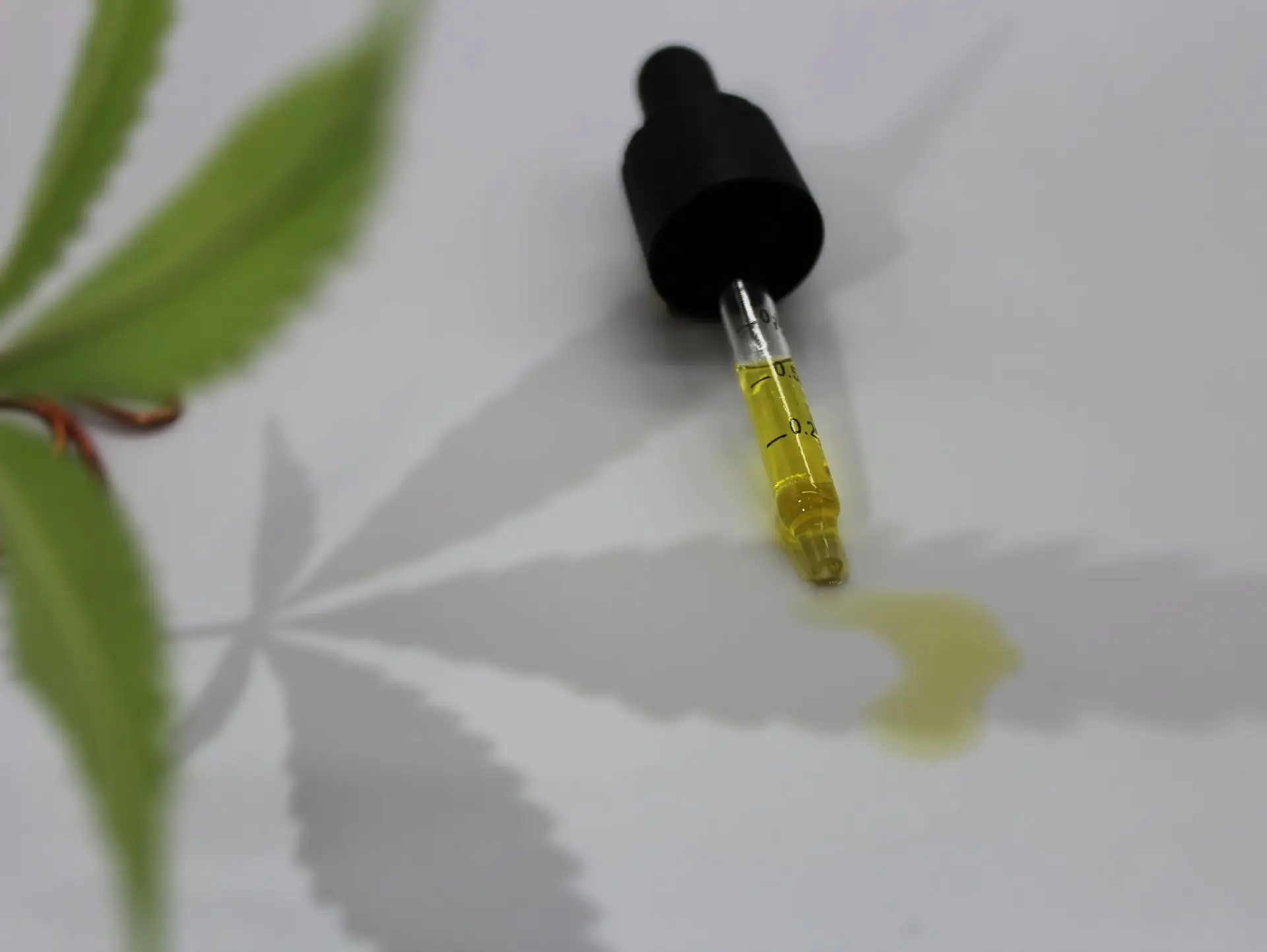 Hemp infused oil with hemp leaf shadow